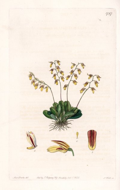 Orchid: variation of epidendre - Plåt graverad av S.Watts, från en illustration av Sarah Anne Drake (1803-1857), från Botanical Register of Sydenham Edwards (1768-1819), England av Sydenham Teast Edwards