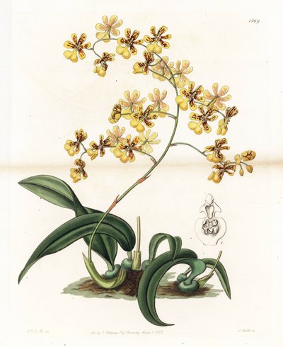 Orkidé: olika epifytiska oncidium från Brasilien - Plåt graverad av S. Watts, från en illustration av Sarah Anne Drake (1803-1857), från Botanical Register of Sydenham Edwards (1768-1819), England av Sydenham Teast Edwards