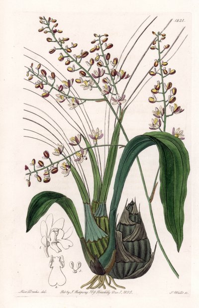 Orchid: sort of eulophia - Plåt graverad av S.Watts, från en illustration av Sarah Anne Drake (1803-1857), från Botanical Register of Sydenham Edwards (1768-1819), England av Sydenham Teast Edwards