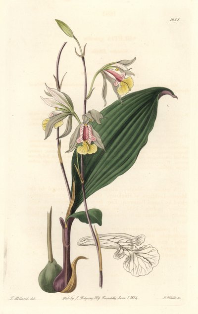 Orchidee, American Bletia - Water Forte av S. Watts från en illustration av T. Holland, från Botanical Register av Sydenham Teast Edwards