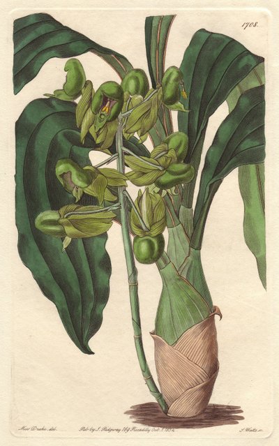 Orchidee Catasetum, infödd i Brasilien - Water forte av S. Watts från en illustration av Sarah Anne Drake (1803-1857), från det botaniska registret av Sydenham Teast Edwards