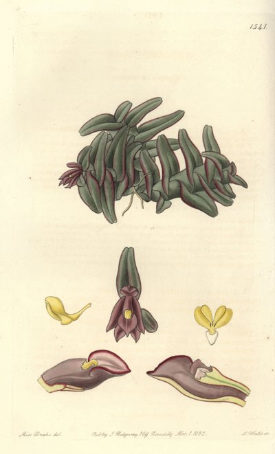 Orchidee epidendrum of Central America - Epidendrum schlechterianum orchid (lila nanoder, nanoder missfärgas). Handkolorerad kopparstick av S. Watts efter en illustration av Miss Sarah Drake från Sydenham Edwards