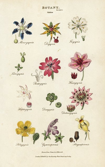 Blomsterordningar: Monogynia, Digynia, Trigynia, Pentagynia, etc. Handkolorerad kopparstick efter Sydenham Edwards från John Mason Goods Pantologia, a New Encyclopedia, G. Kearsley, London av Sydenham Teast Edwards
