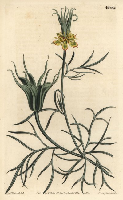 Oriental Nigelle - Orientalisk fänkålsblomma, Nigella orientalis. Handkolorerad kopparstick av F. Sansom Jr. efter en illustration av Sydenham Edwards från William Curtis