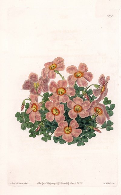 Oxalis Variete - Tallrik graverad av S.Watts, från en illustration av Sarah Anne Drake (1803-1857), från Botanical Register of Sydenham Edwards (1768-1819), England av Sydenham Teast Edwards