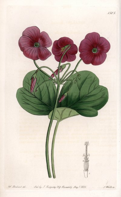 Oxalis de Bowie - Plåt graverad av S.Watts, från en illustration av Sarah Anne Drake (1803-1857), från Botanical Register of Sydenham Edwards (1768-1819), England av Sydenham Teast Edwards