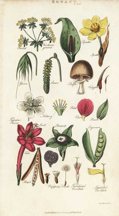 Delar av blommor, inklusive kronblad, nektar, lim, frö, spath, bracte, baljväxter, etc. Handfärgad kopparstick efter Sydenham Edwards från John Mason Goods Pantologia, a New Encyclopedia, G. Kearsley, London av Sydenham Teast Edwards