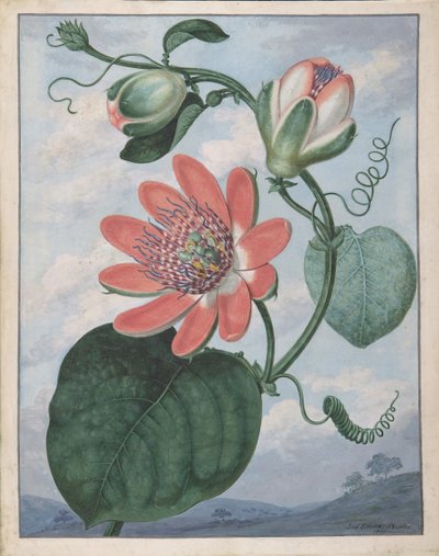 Passionsblomma, 1799. av Sydenham Teast Edwards