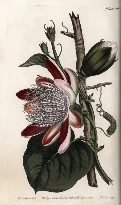 Passionsblomma, knopp och blomma. Färgad kopparstick, illustration av Sydenham Edwards (1768-1819) för Conferences of Botanical, Botanical Garden of Lambeth (England) av Sydenham Teast Edwards