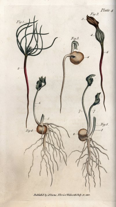 Ärter, baljväxtfrö har olika groningsstadier. Färgad kopparstick, illustration av Sydenham Edwards (1768-1819) för Conferences of Botanical, Botanical Garden of Lambeth (England) av Sydenham Teast Edwards