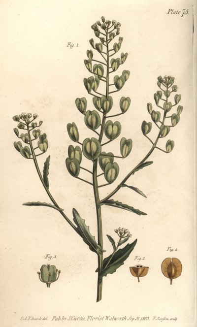 Pennycress, Thlaspi arvense, Siliculosa. Handkolorerad kopparstick av F. Sansom av en botanisk illustration av Sydenham Edwards för William Curtis