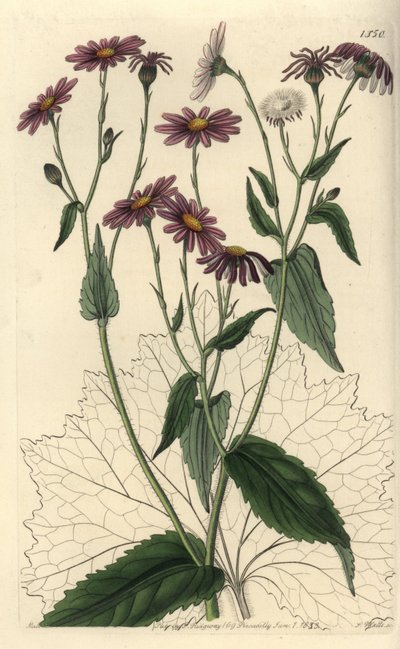 Pericallis tussilaginis (Coltsfoot-leaved groundsel, Senecio tussilaginis). Handkolorerad kopparstick av S. Watts efter en illustration av Miss Sarah Drake från Sydenham Edwards