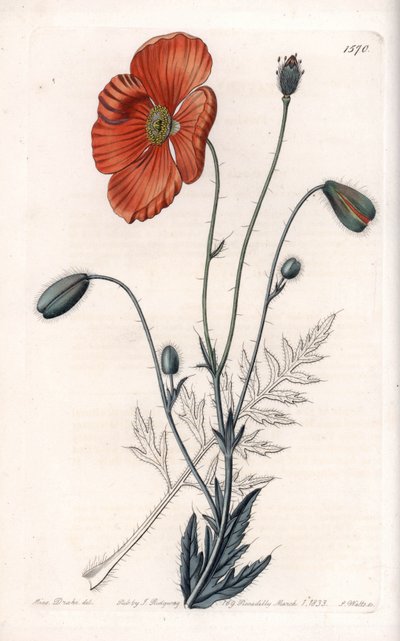 Persian Poppy Variete - Graverad av S.Watts, från en illustration av Sarah Anne Drake (1803-1857), från Botanical Register of Sydenham Edwards (1768-1819), England av Sydenham Teast Edwards