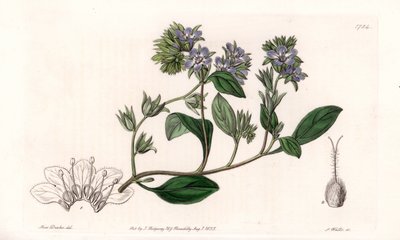 Phacelia, endemisk i Kalifornien - Graverad av S.Watts, från en illustration av Sarah Anne Drake (1803-1857), från Botanical Register of Sydenham Edwards (1768-1819), England av Sydenham Teast Edwards