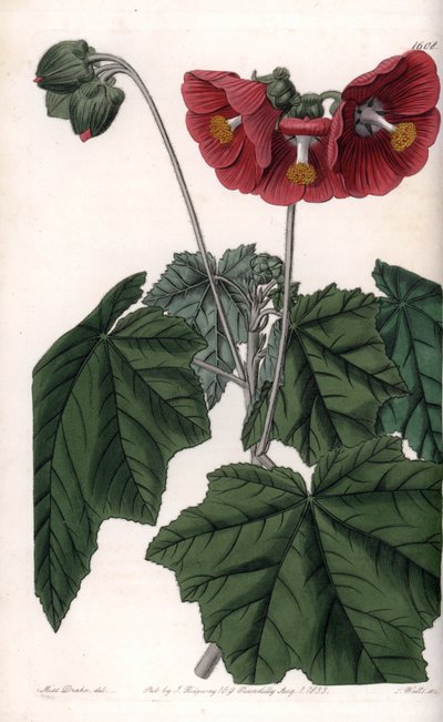 Phymosia variete, röda blommor, hemma i Mexiko - Graverad av S. Watts, från en illustration av Sarah Anne Drake (1803-1857), från Botanical Register of Sydenham Edwards (1768-1819), England av Sydenham Teast Edwards