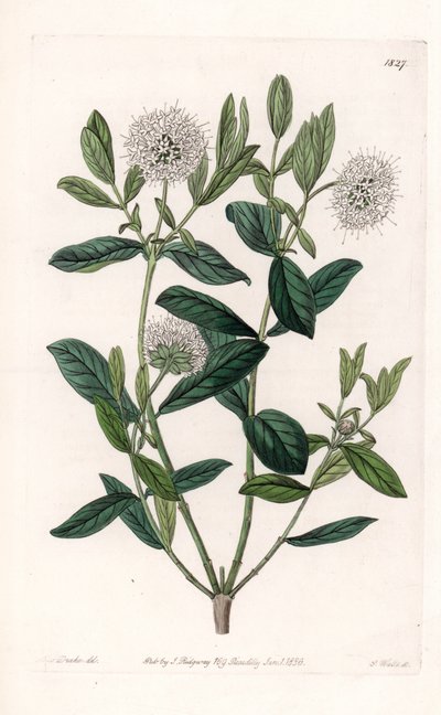 Pimelea Variete - Tallrik graverad av S.Watts, från en illustration av Sarah Anne Drake (1803-1857), från Botanical Register of Sydenham Edwards (1768-1819), England av Sydenham Teast Edwards