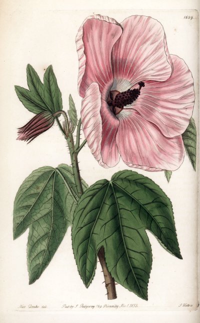 Pink Hibiscus - Tallrik graverad av S.Watts, från en illustration av Sarah Anne Drake (1803-1857), från Botanical Register of Sydenham Edwards (1768-1819), England av Sydenham Teast Edwards