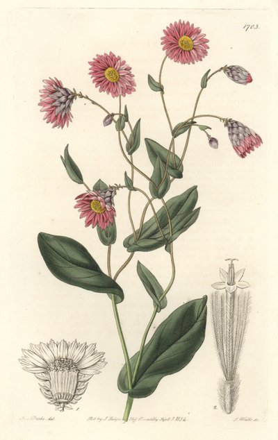 Rosa rhodanthe, infödd i Australien - S. Watts starkt vatten från en illustration av Sarah Anne Drake (1803-1857), från det botaniska registret av Sydenham Teast Edwards