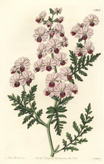 Fattigmansorkidé, Pinnated schizanthus dvärgsort, Schizanthus pinnatus humilis. Handkolorerad kopparstick av S. Watts efter en illustration av Miss Sarah Drake från Sydenham Edwards