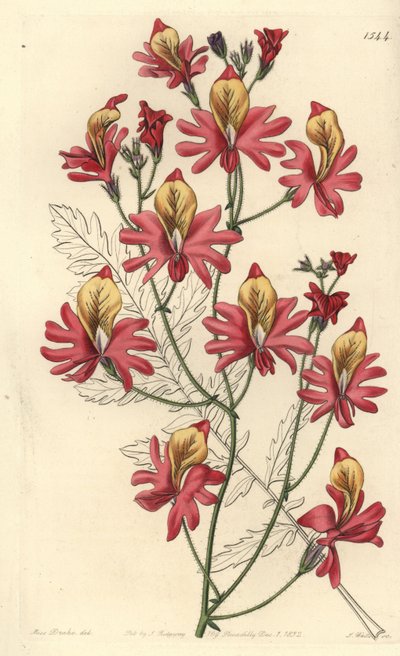 Fattigmansorkidé, Schizanthus grahamii (Trubbbladig schizanthus, Schizanthus retusus). Handfärgad kopparstick av S. Watts efter en illustration av Miss Sarah Drake från Sydenham Edwards