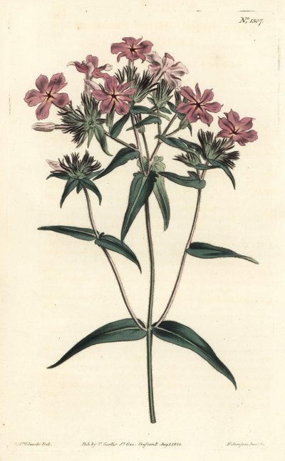 Prairie Phlox - Hårig flox eller lychnidea, Phlox pilosa. Handkolorerad kopparstick av F. Sansom Jr. efter en illustration av Sydenham Edwards från William Curtis