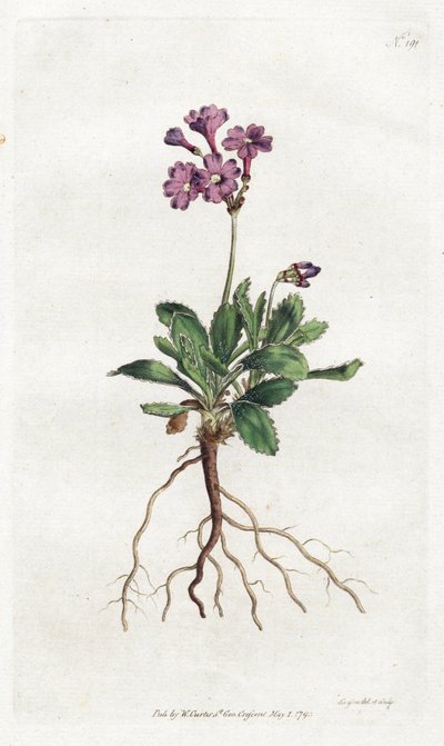 Primevere marginee - Litografi av Sydenham Edwards (1768-1819), plåt från William Curtis