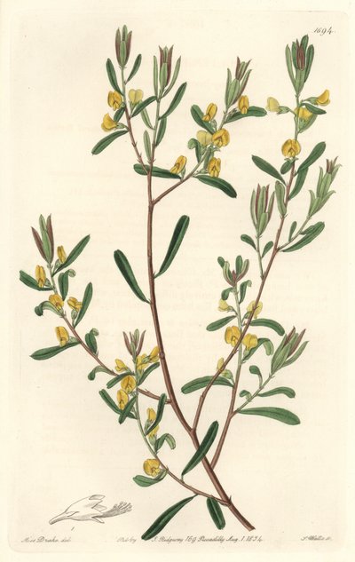 Pultanea flexilis, infödd i Australien - S. Watts starkt vatten från en illustration av Sarah Anne Drake (1803-1857), från Botanical Register av Sydenham Teast Edwards