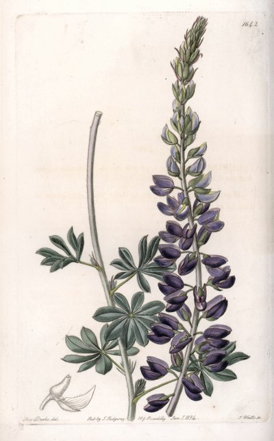 Purple Lupin Variete - Graverad av S.Watts, från en illustration av Sarah Anne Drake (1803-1857), från Botanical Register of Sydenham Edwards (1768-1819), England av Sydenham Teast Edwards