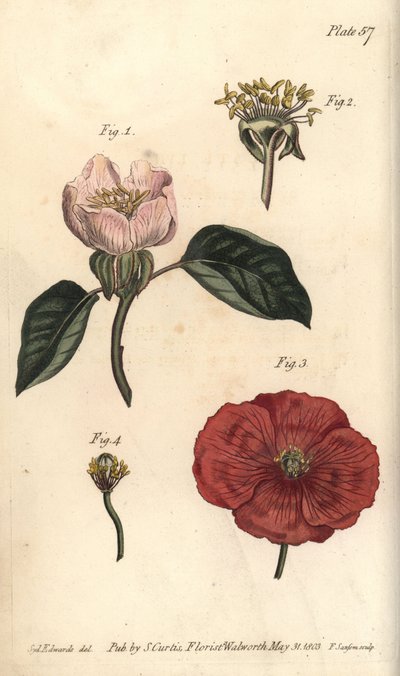 Kvittensblomma, Cydonia oblonga, Icosandria av Sydenham Teast Edwards