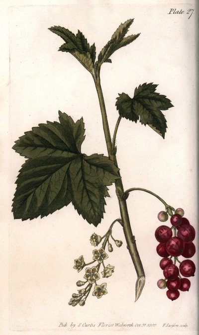 Röda vinbär. Färgad kopparstick, illustration av Sydenham Edwards (1768-1819) för Conferences of Botanical, Botanical Garden of Lambeth (England) av Sydenham Teast Edwards