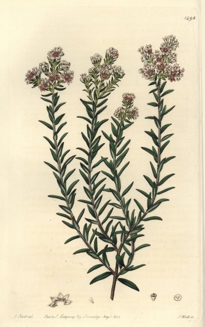 Röd soulangia, Soulangia rubra. Handfärgad kopparstick av S. Watts efter en illustration av J. Hart från Sydenham Edwards