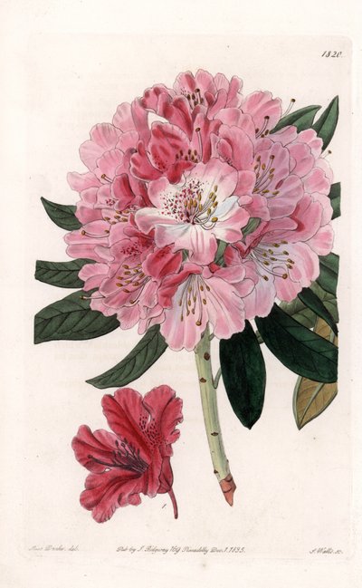 Rhododendron Hybrid Variete - Graverad av S.Watts, från en illustration av Sarah Anne Drake (1803-1857), från Botanical Register of Sydenham Edwards (1768-1819), England av Sydenham Teast Edwards