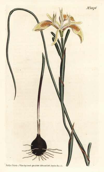 Valsbladig moraea, Moraea angusta. Handkolorerad kopparstick av F. Sansom Jr. efter en illustration av Sydenham Edwards från William Curtis