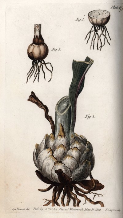 Rot och glödlampa av liljor. Färgad kopparstick, illustration av Sydenham Edwards (1768-1819) för Conferences of Botanical, Botanical Garden of Lambeth (England) av Sydenham Teast Edwards
