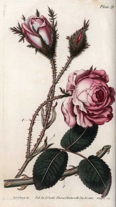 Ros, rosenblomma hundra löv. Färgad kopparstick, illustration av Sydenham Edwards (1768-1819) för Conferences of Botanical, Botanical Garden of Lambeth (England) av Sydenham Teast Edwards