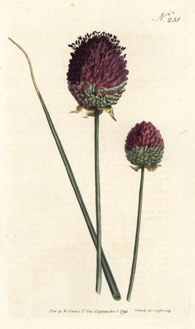 Rundhövdad vitlök, Allium sphaerocephalon (Lilahövdad vitlök, Allium descendens). Handfärgad kopparstick av Sansom efter en illustration av Sydenham Edwards från William Curtis