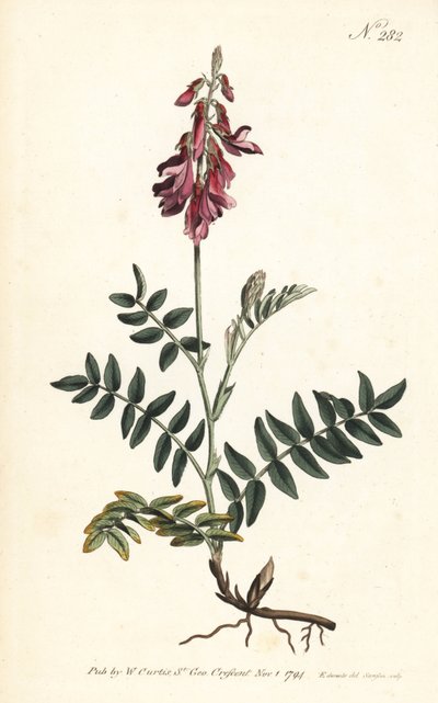 Sainfoin des Alpes - Alpin sainfoin, Hedysarum hedysaroides (Krypande rotad hedysarum obscurum) - Handkolorerad kopparstick av Sansom efter en illustration av Sydenham Edwards från William Curtis