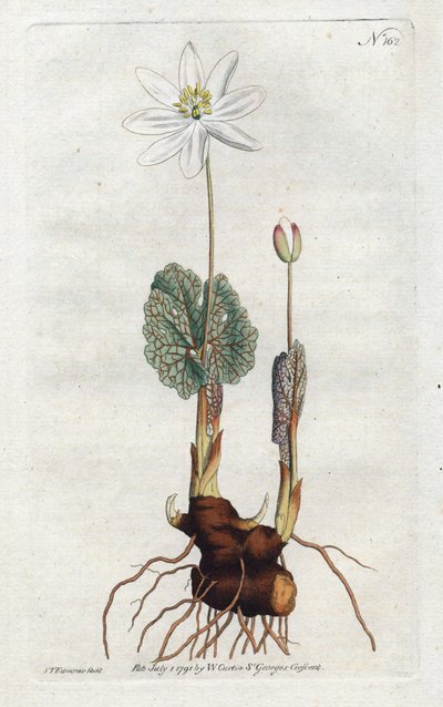 Sanguinaire du Canada - Litografi av Sydenham Edwards (1768-1819), plåt från William Curtis