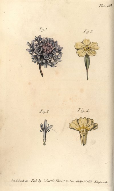 Skabbblomma, Scabiosa atropurpurea, Tetrandria av Sydenham Teast Edwards