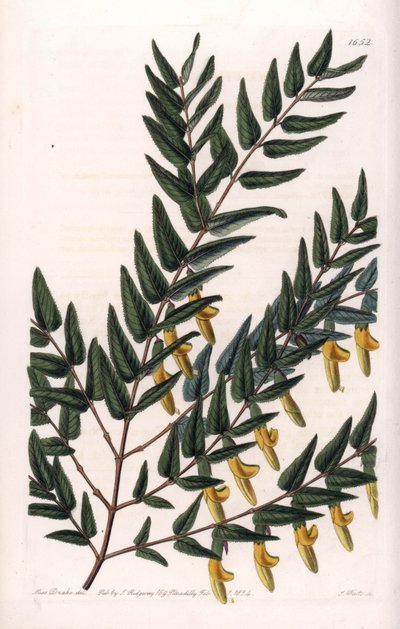 Scotia a smooth branches - Plåt graverad av S.Watts, från en illustration av Sarah Anne Drake (1803-1857), från Botanical Register of Sydenham Edwards (1768-1819), England av Sydenham Teast Edwards