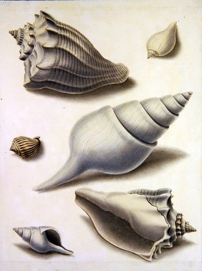 Skal och marin flora (penna, penna, bläck och akvarell på papper) (se även 351984, 351985 och 351987) av Sydenham Teast Edwards