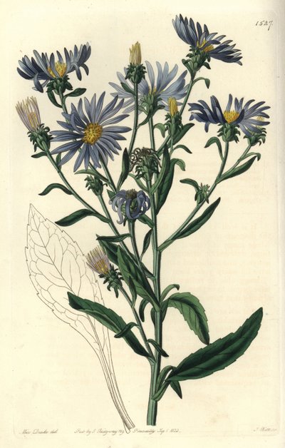 Snygg aster, Aster spectabilis. Handkolorerad kopparstick av S. Watts efter en illustration av Miss Sarah Drake från Sydenham Edwards