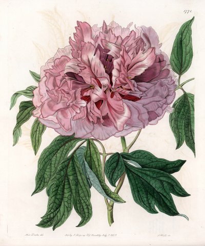 Buskpion eller fårpion - Graverad tavla av S.Watts, från en illustration av Sarah Anne Drake (1803-1857), från Botanical Register of Sydenham Edwards (1768-1819), England av Sydenham Teast Edwards