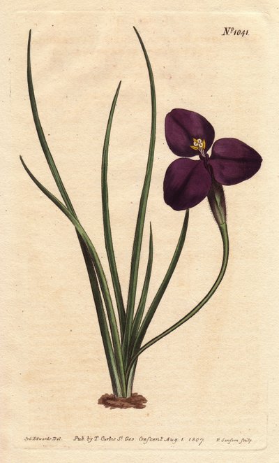 Silkeslen patersonia med mörklila blomma. Uppkallad efter överste Paterson, som studerade Australiens flora. Silkeslen patersonia med mörklila blomma. En infödd i Australien. Uppkallad efter överste Paterson, assisterande guvernör i New South Wales. Paters av Sydenham Teast Edwards
