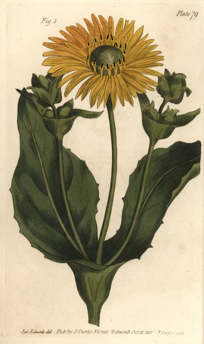 Silphium eller rosinweed, Silphium asteriscus, Polygamia nessaria. Handkolorerad kopparstick av F. Sansom av en botanisk illustration av Sydenham Edwards för William Curtis