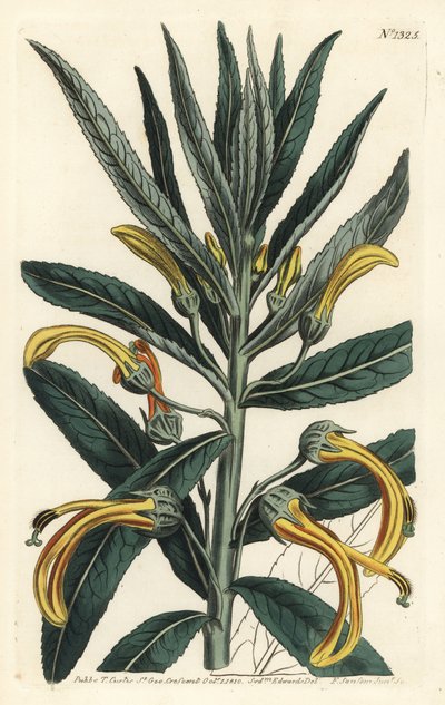 Siphocampylus giganteus, hotad (Gigantisk lobelia, Lobelia gigantea). Handkolorerad kopparstick av F. Sansom Jr. efter en illustration av Sydenham Edwards från William Curtis