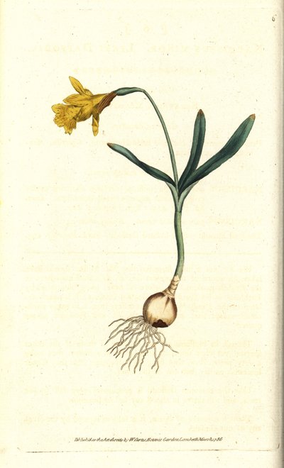 Liten narcissus - Minst påsklilja, Narcissus pseudonarcissus subsp. moll (Narcissus minor). Handkolorerad kopparstick efter en botanisk illustration av James Sowerby från William Curtis
