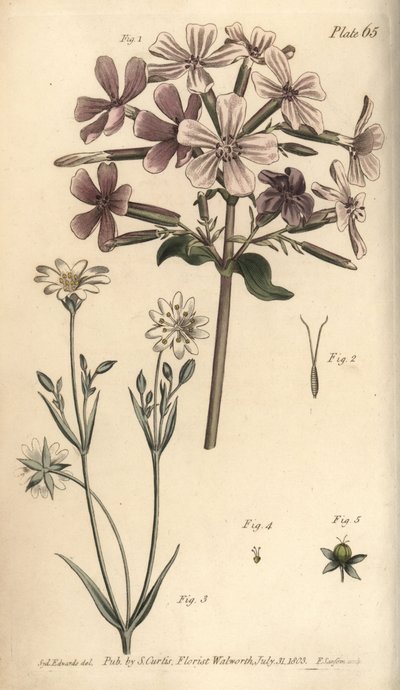 Tvålört, Saponaria officinalis, Digynia av Sydenham Teast Edwards