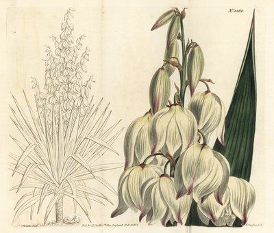 Spansk dolk eller superb Adams nål, Yucca gloriosa. Handkolorerad kopparstick av F. Sansom Jr. efter en illustration av Sydenham Edwards från William Curtis