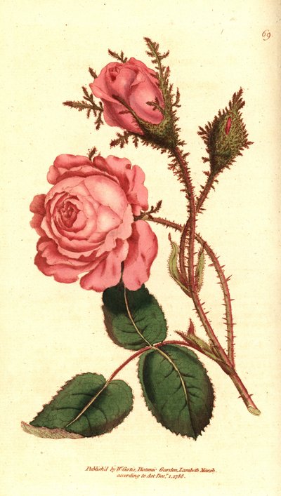 Mousserande ros (mousserande ros) - Rosa mossa, Rosa centifolia f. muscosa (Rosa muscosa). Handkolorerad kopparstick efter en botanisk illustration från William Curtis The Botanical Magazine, Lambeth Marsh, London av Sydenham Teast Edwards